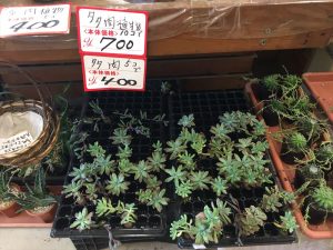 大きくなった多肉植物に格安の値札がついている