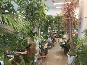 店内に色々な観葉植物が販売されている
