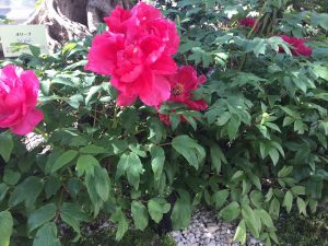 ピンク色の大きな牡丹の花