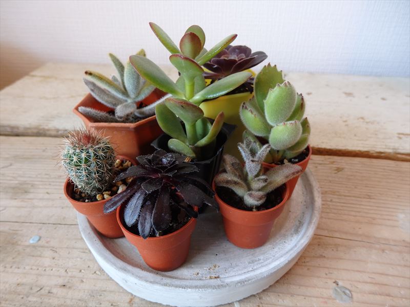 オススメの小さな多肉植物五種とサボテン