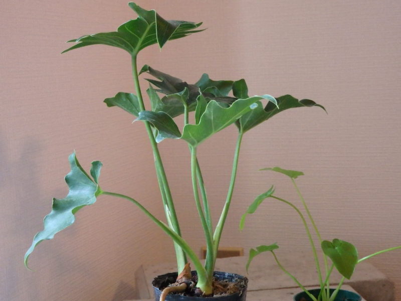 丈夫で育て方が簡単な観葉植物セローム