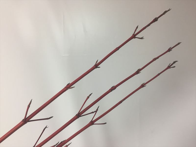 赤い枝が印象的な花材