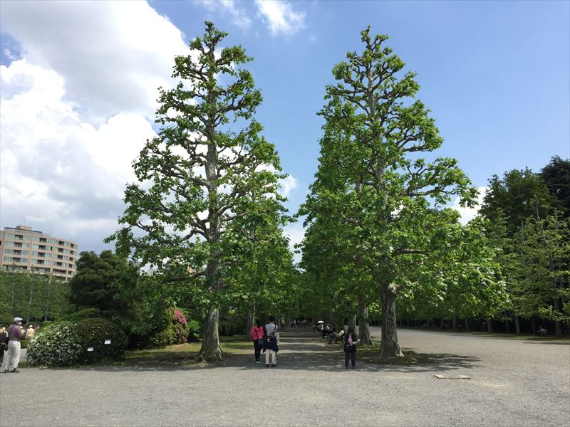 新宿御苑の整形式庭園の横にあるプラタナス並木