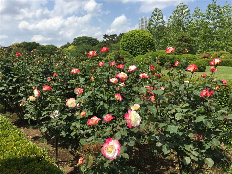 大輪のバラから有名なバラまで多種多様なバラがみどころの新宿御苑のバラ花壇