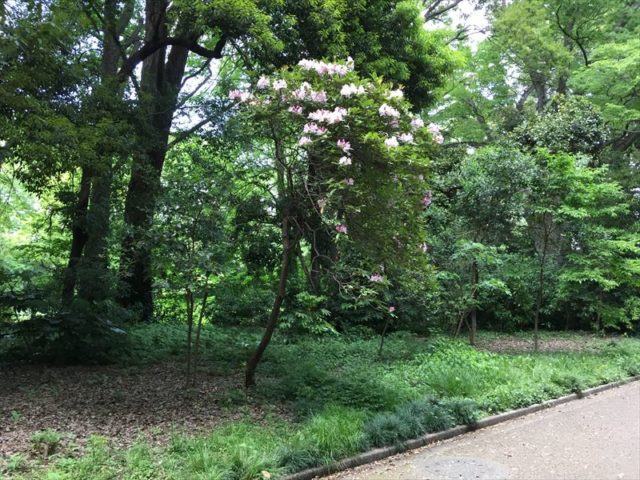 新宿御苑の開花したセイヨウシャクナゲ