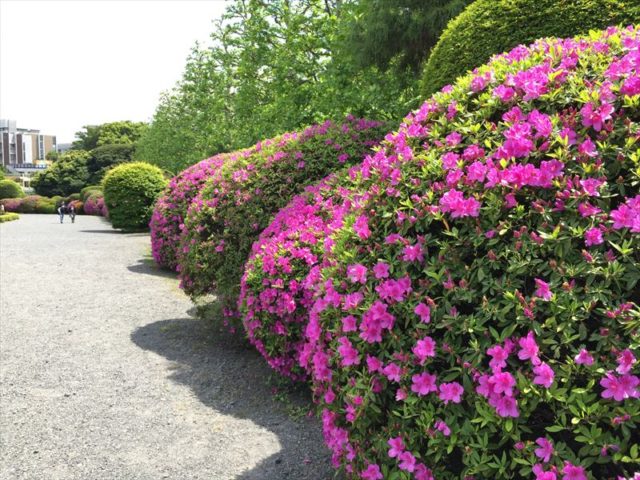 初夏のオススメにもありますサツキ