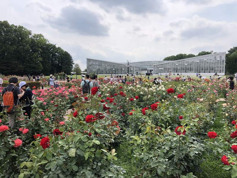 毎年春に開催されている神代植物公園のバラフェスタ