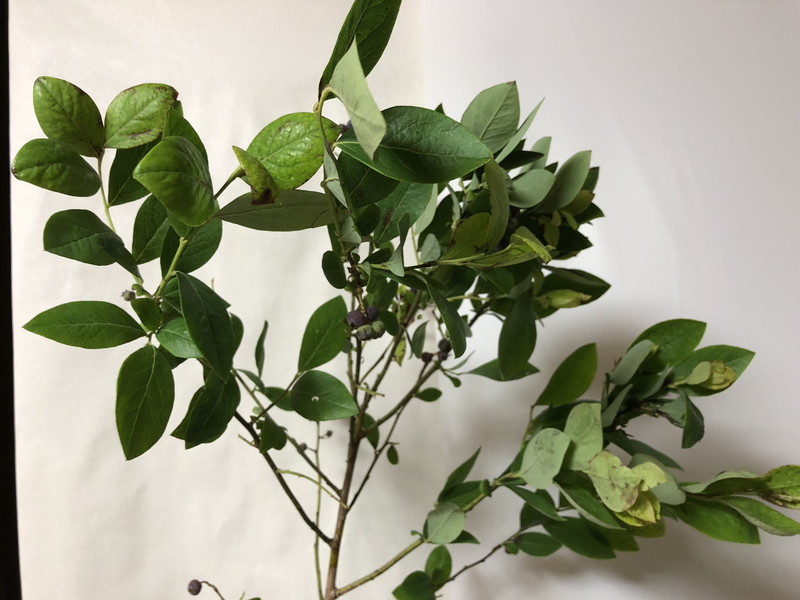 センターピースの自由花の花材としてのブルーベリーの葉っぱと果実