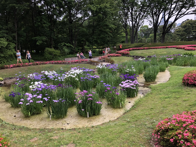皇居内にある花菖蒲畑