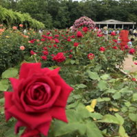 神代植物園で2019年6月に開催されたバラフェスで四季咲きのバラ