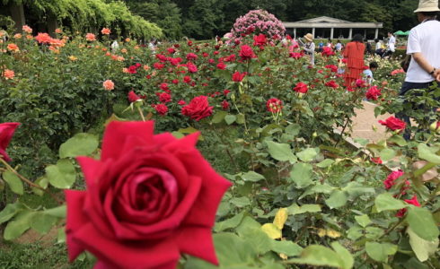 神代植物園で2019年6月に開催されたバラフェスで四季咲きのバラ