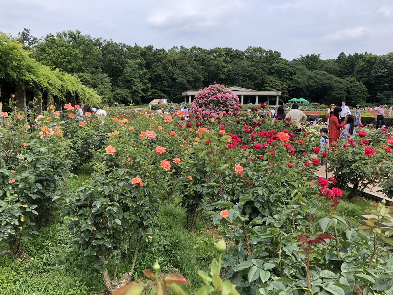 2019年の春に開催されている神代植物公園のバラフェスタのバラ