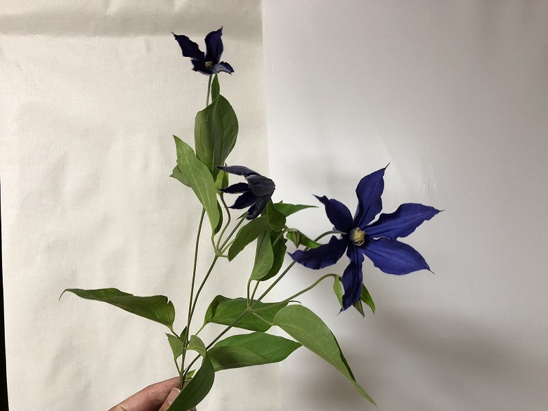 切り花として広く使われている定番ディープブルーのクレマチス