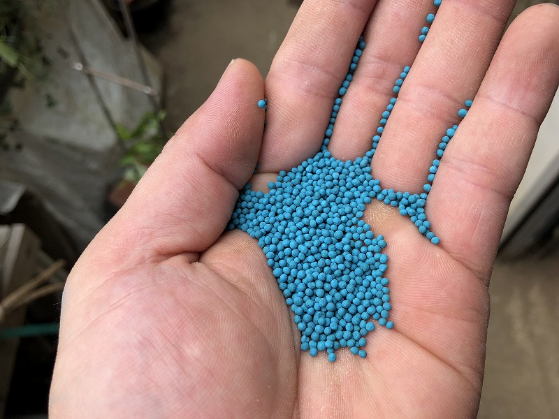青い小さな粒粒のディコンドラの種