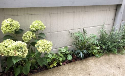 世田谷区の個人邸のシェードガーデンの植栽工事