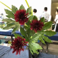 池坊東京会館で開催されている男花展のダリアの生け花
