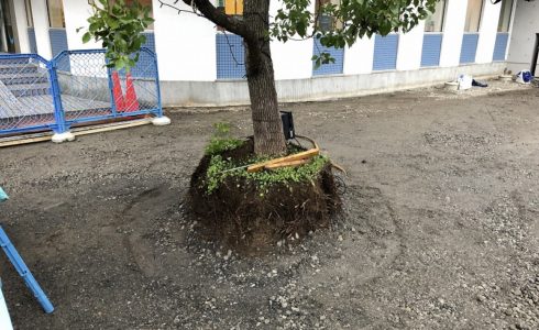路盤を整備した中央本町耳鼻咽喉科のシンボルツリーのクスノキ