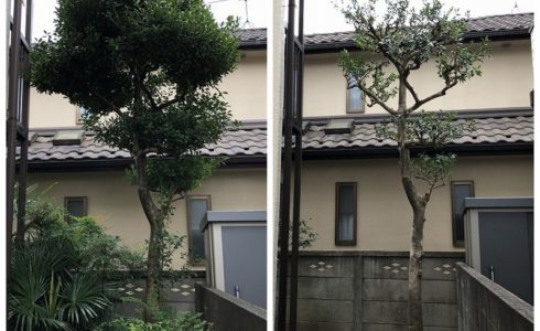 国分寺市のメンテナンスがいらない庭づくりのための剪定