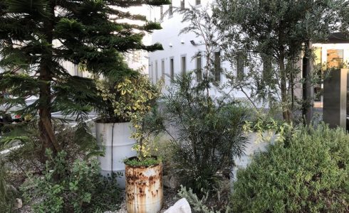 オーストラリアの植物で江東区の企業さんの植栽工事