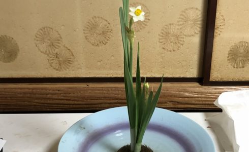 目黒教室の花がたりの先生がいけた池坊の伝花