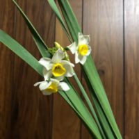 季節の花のニホンズイセン