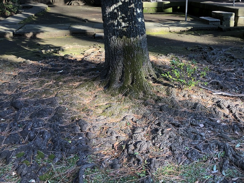 玉川神社にある根張りという樹木