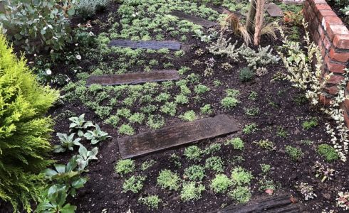 世田谷区のナチュラルガーデンの庭づくりで植栽した色んなグランドカバー