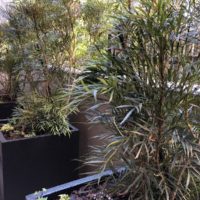 マホニアコンヒューサのセイリュウを中心とした目隠しプランターの植栽