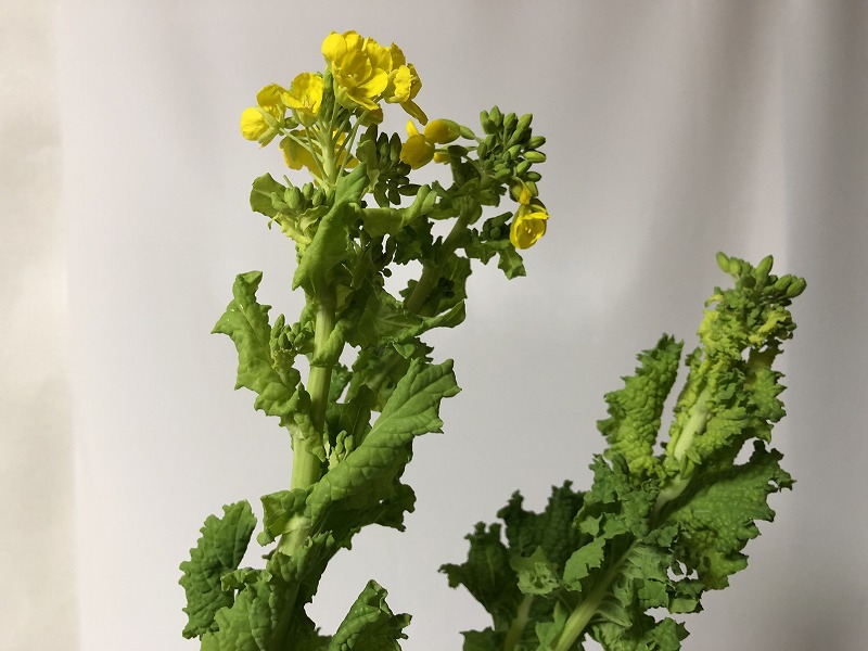 太い茎で花がほっそりした菜の花