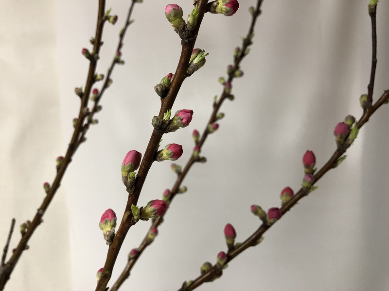 開花寸前の桃の花