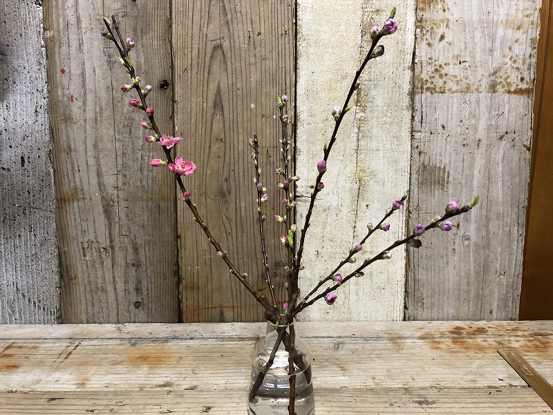 昨日生け花に使った桃の枝