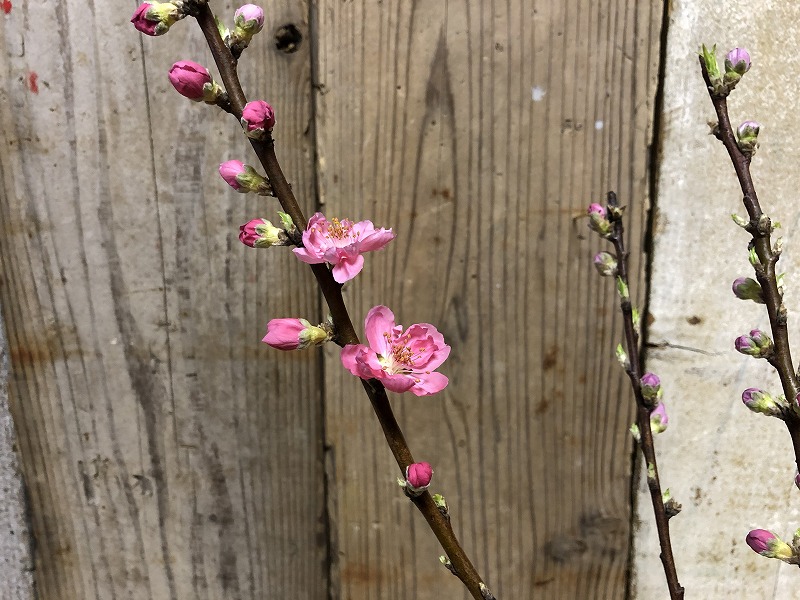 生け花で余った開花した桃の枝