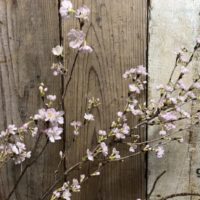 3月の池坊の生花の季節の花の啓翁桜一種生け