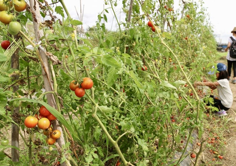 トマトの収穫風景