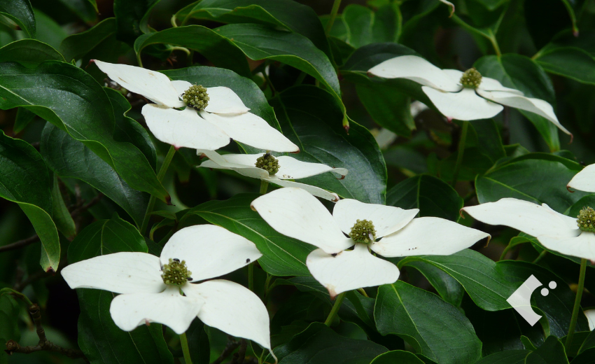 常緑ヤマボウシの開花状態