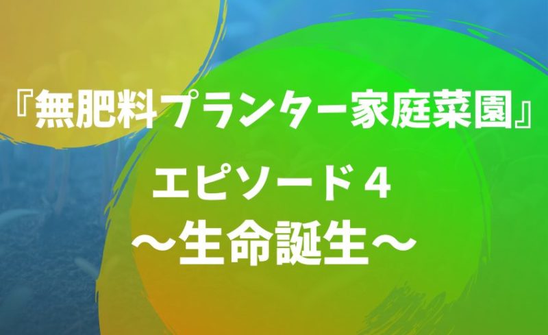 トマトの苗づくりの成長過程