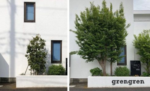 横浜市青葉区の個人邸で樹木の植え替えの前後の比較