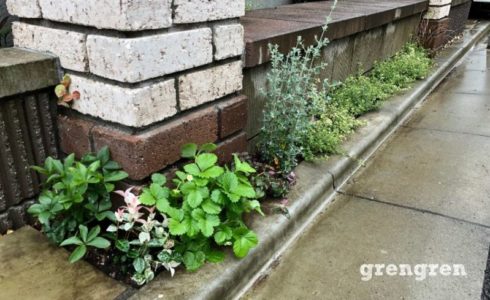 夏が来る前に行った調布市の植栽リフォーム