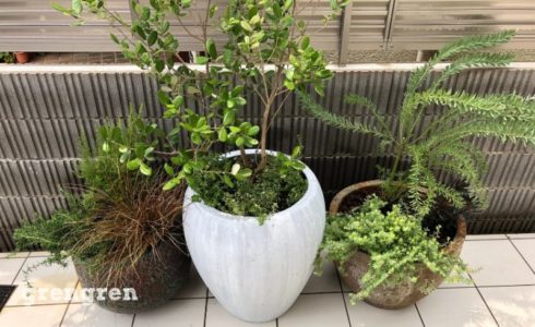 東京港区で造園会社ぐりんぐりんが施工したプランター植栽があるウェルカムガーデン