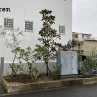 高木のタイサンボクを植栽した江東区のウェルカムガーデン