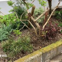 元から植えられている植物と私たちらしさの融合