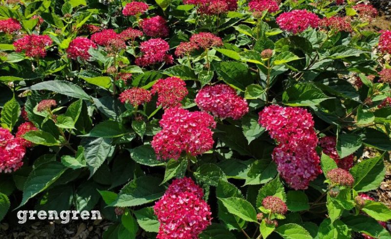ルビー色の埼玉県深谷市で育てられている四季咲き紫陽花