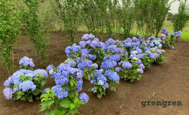 綺麗なブルーがオススメな四季咲き紫陽花