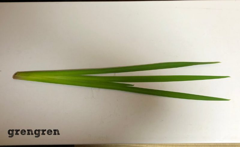 三枚で一株のカキツバタの葉っぱ