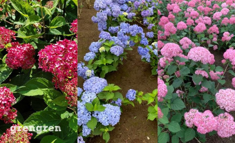 埼玉県深谷市でオススメな四季咲き紫陽花