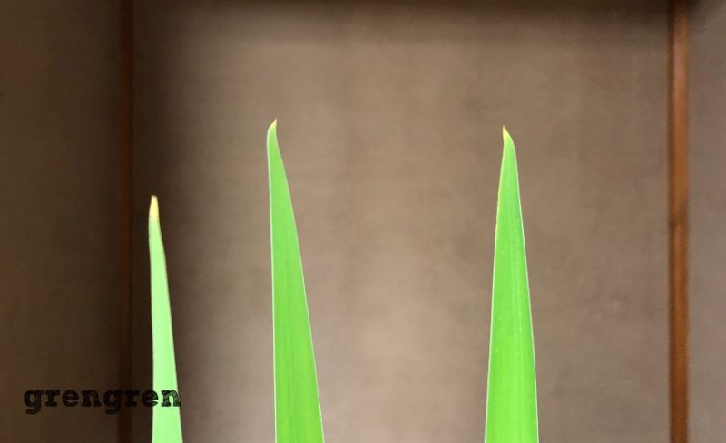 個性と決まりがあるカキツバタの葉っぱの先端