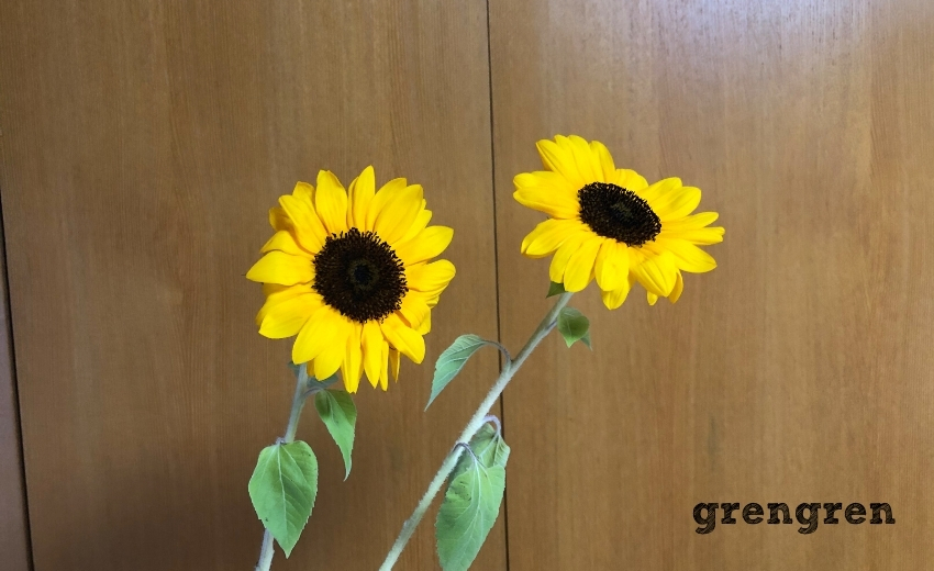 池坊の生け花の夏の花材のひとつのヒマワリ