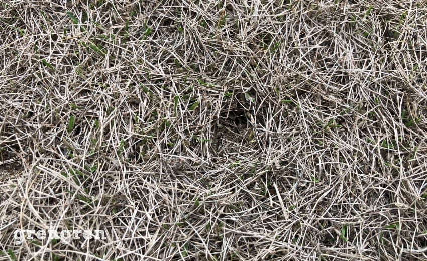 芝生を枯らす原因であるシバツトガの幼虫の巣穴