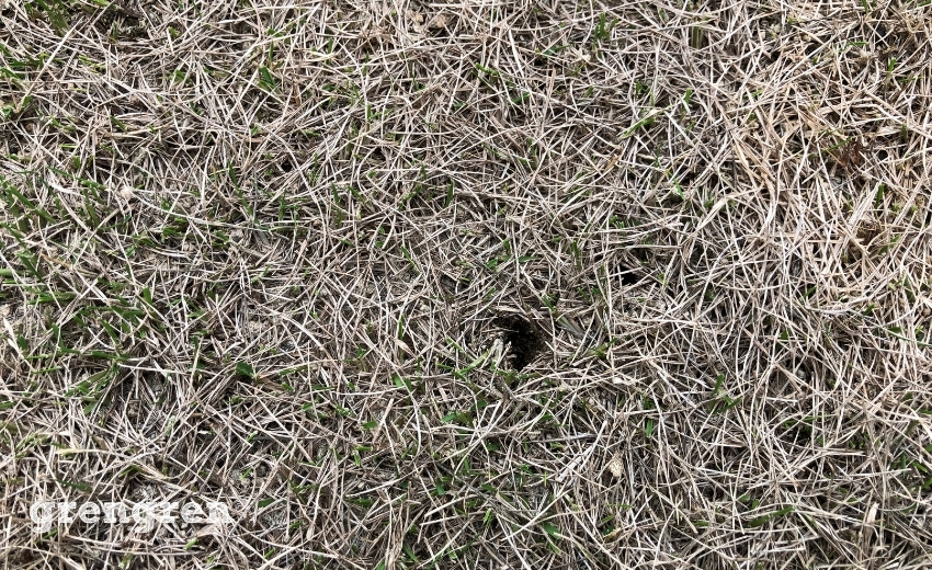 全滅的に枯れたしまった芝生に発見した小さな穴