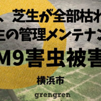 横浜市で施工した芝生TM9の害虫被害発生